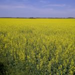 CANOLA Strathclair-20120719-01071 (9)