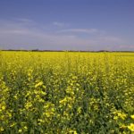 CANOLA Strathclair-20120719-01071 (17)